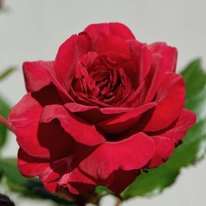 CHRISTINA (floribunda)